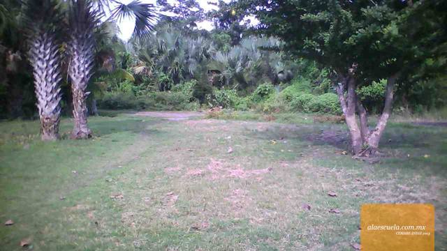 Entrada (vista previa)