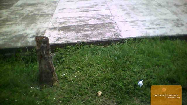 Entrada (vista previa)