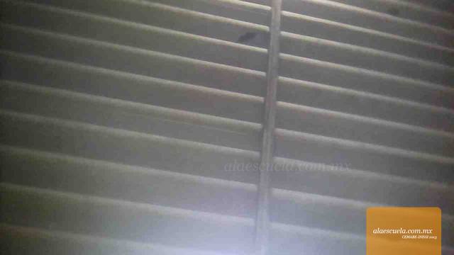 Entrada (vista previa)