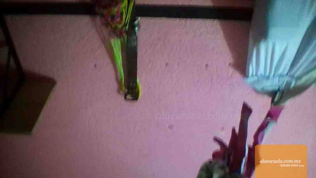 Entrada (vista previa)