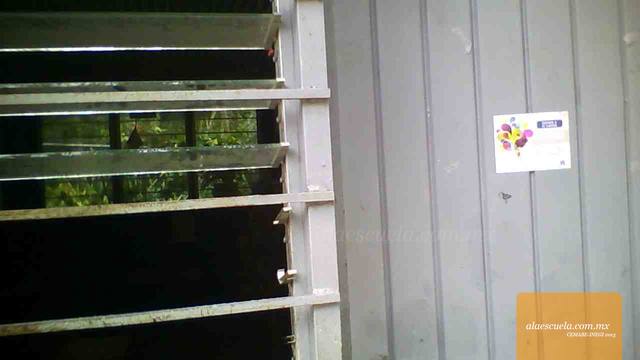 Entrada (vista previa)