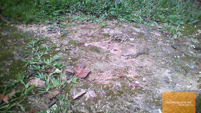 Áreas (vista previa)