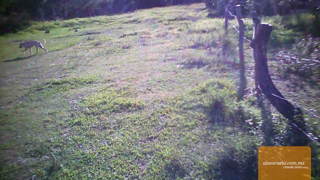 Áreas (vista previa)