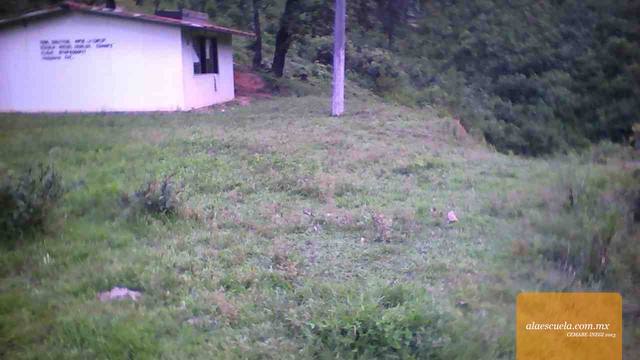 Entrada (vista previa)