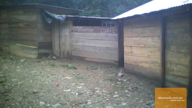 Entrada (vista previa)