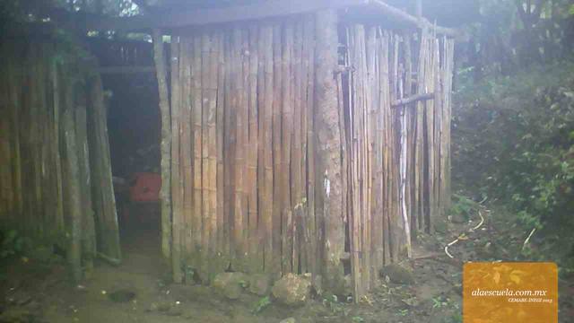 Entrada (vista previa)