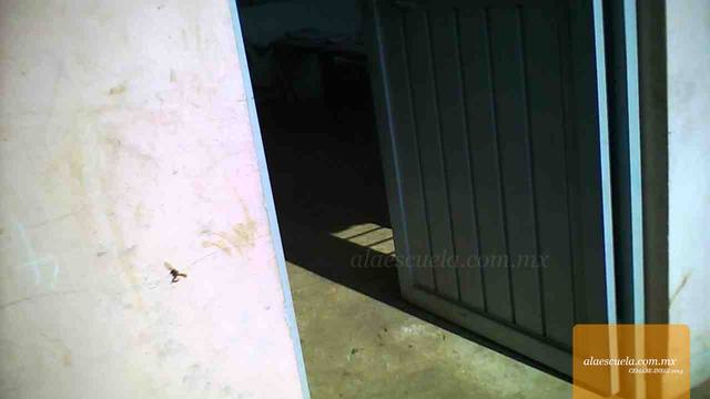 Entrada (vista previa)