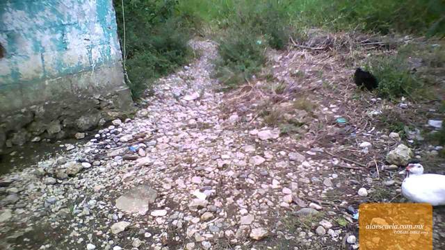 Áreas (vista previa)