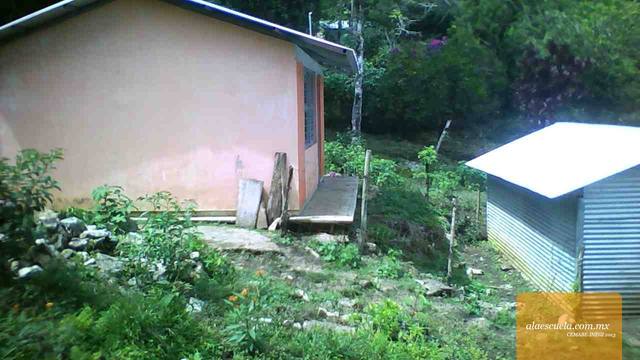 Entrada (vista previa)