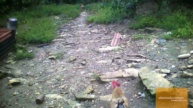 Áreas (vista previa)