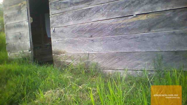 Entrada (vista previa)