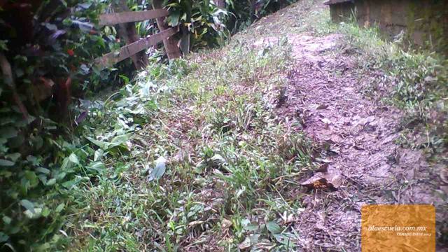 Áreas (vista previa)