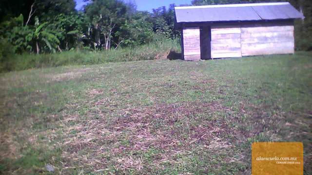 Entrada (vista previa)