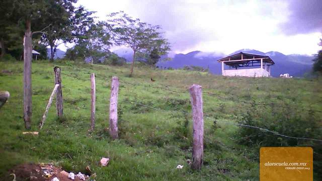 Entrada (vista previa)