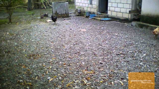 Entrada (vista previa)