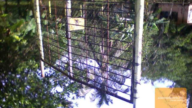 Entrada (vista previa)