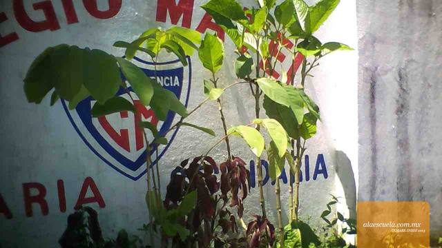 Entrada (vista previa)