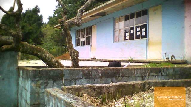 Entrada (vista previa)