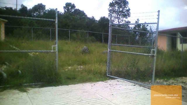 Entrada (vista previa)