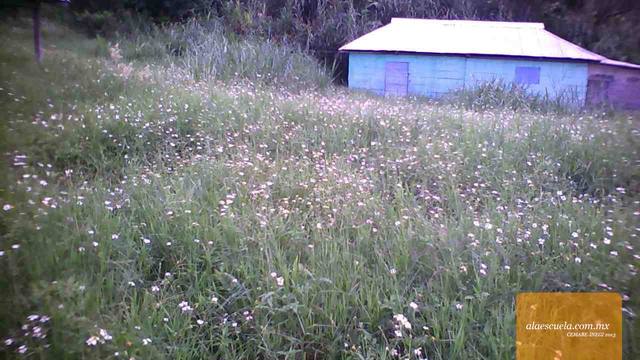 Entrada (vista previa)