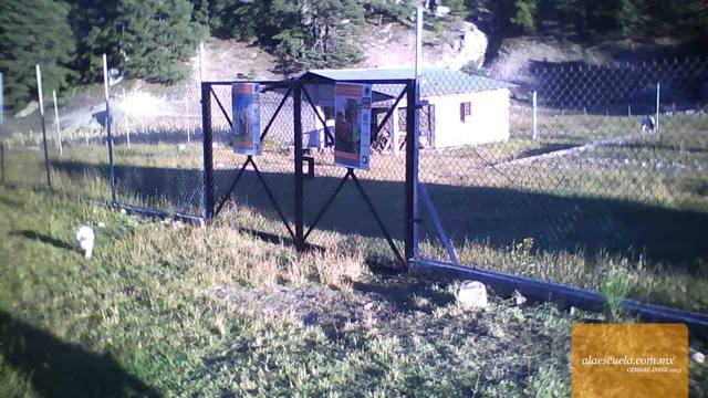 Entrada (vista previa)