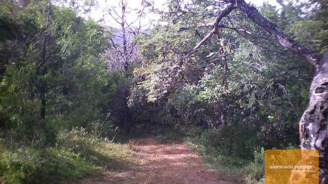 Entrada (vista previa)