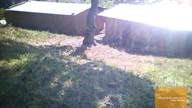 Entrada (vista previa)