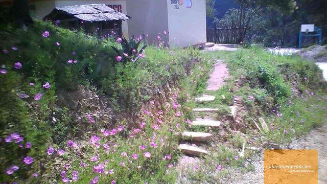 Entrada (vista previa)