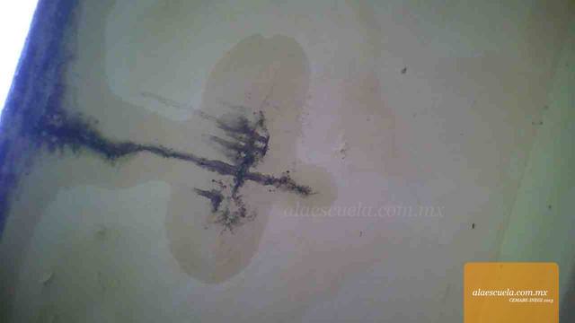 Aulas (vista previa)