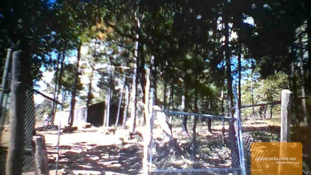 Entrada (vista previa)