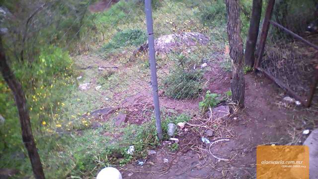 Entrada (vista previa)