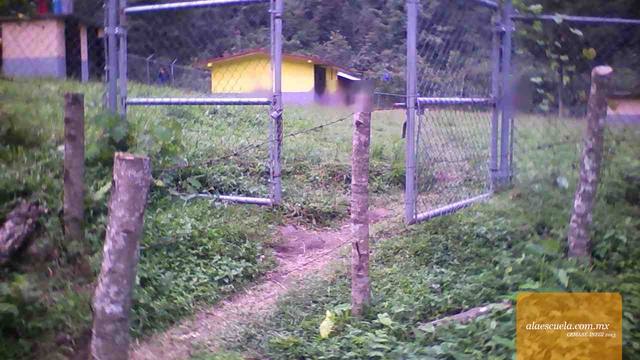 Entrada (vista previa)