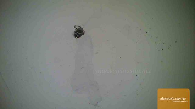 Aulas (vista previa)